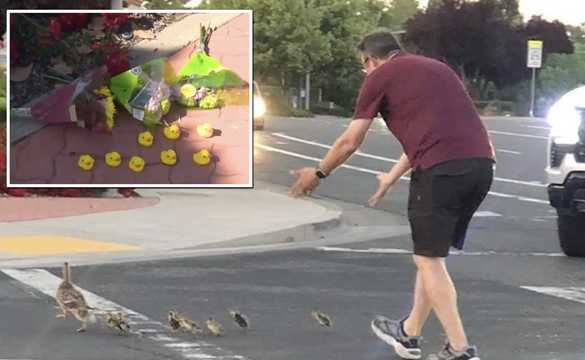 Went Out Saving Ducks: Man Dies After Being Struck By A Car While Helping Ducks Cross A Road!