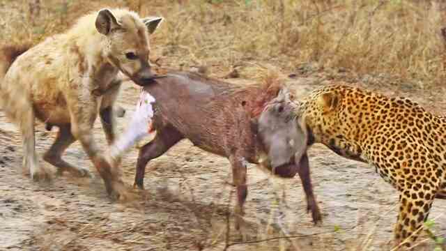 They Got To Eat: Leopard &amp; Hyena Get Into A 'Tug Of War' With A Warthog!